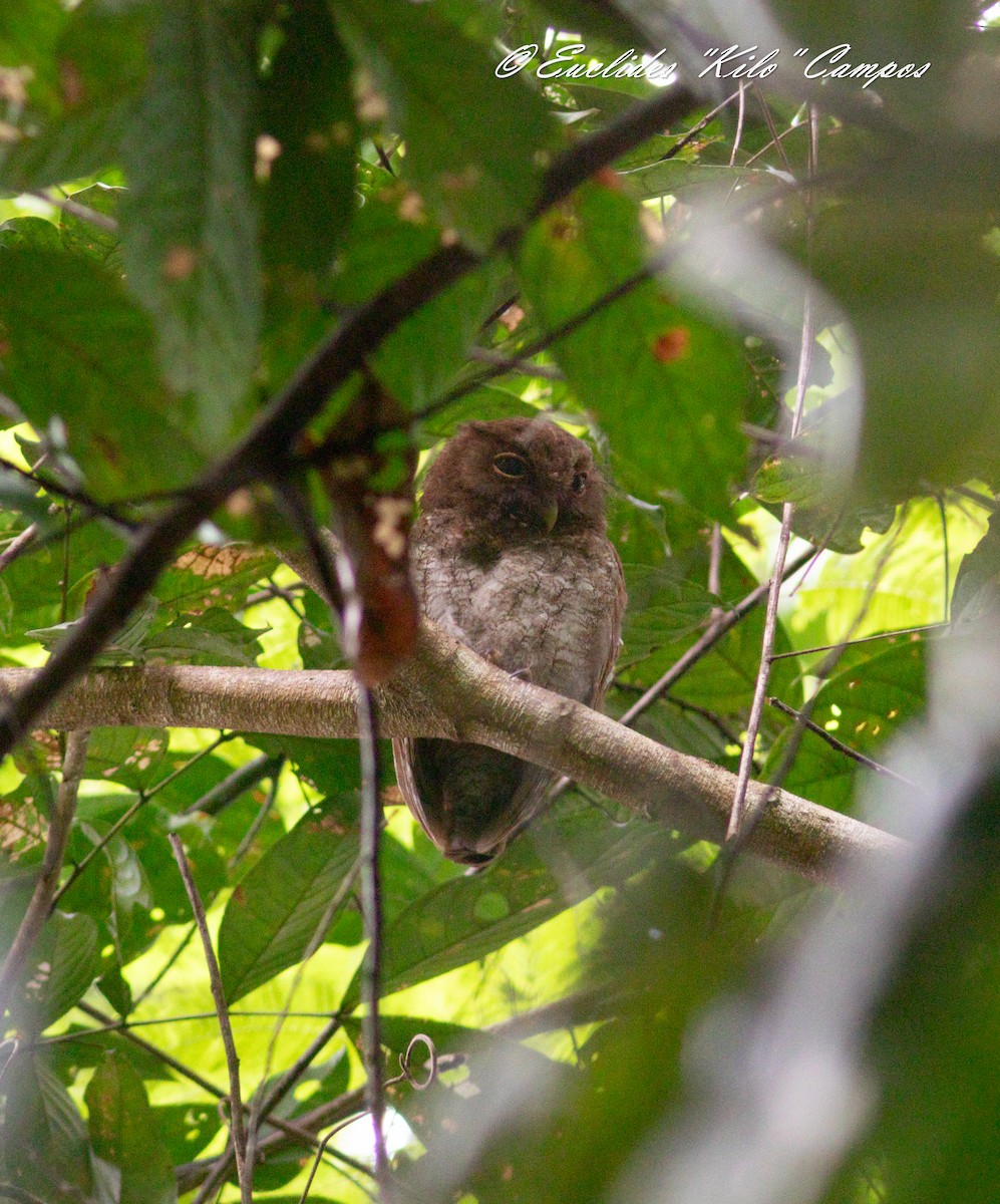 Middle American Screech-Owl - ML639436779