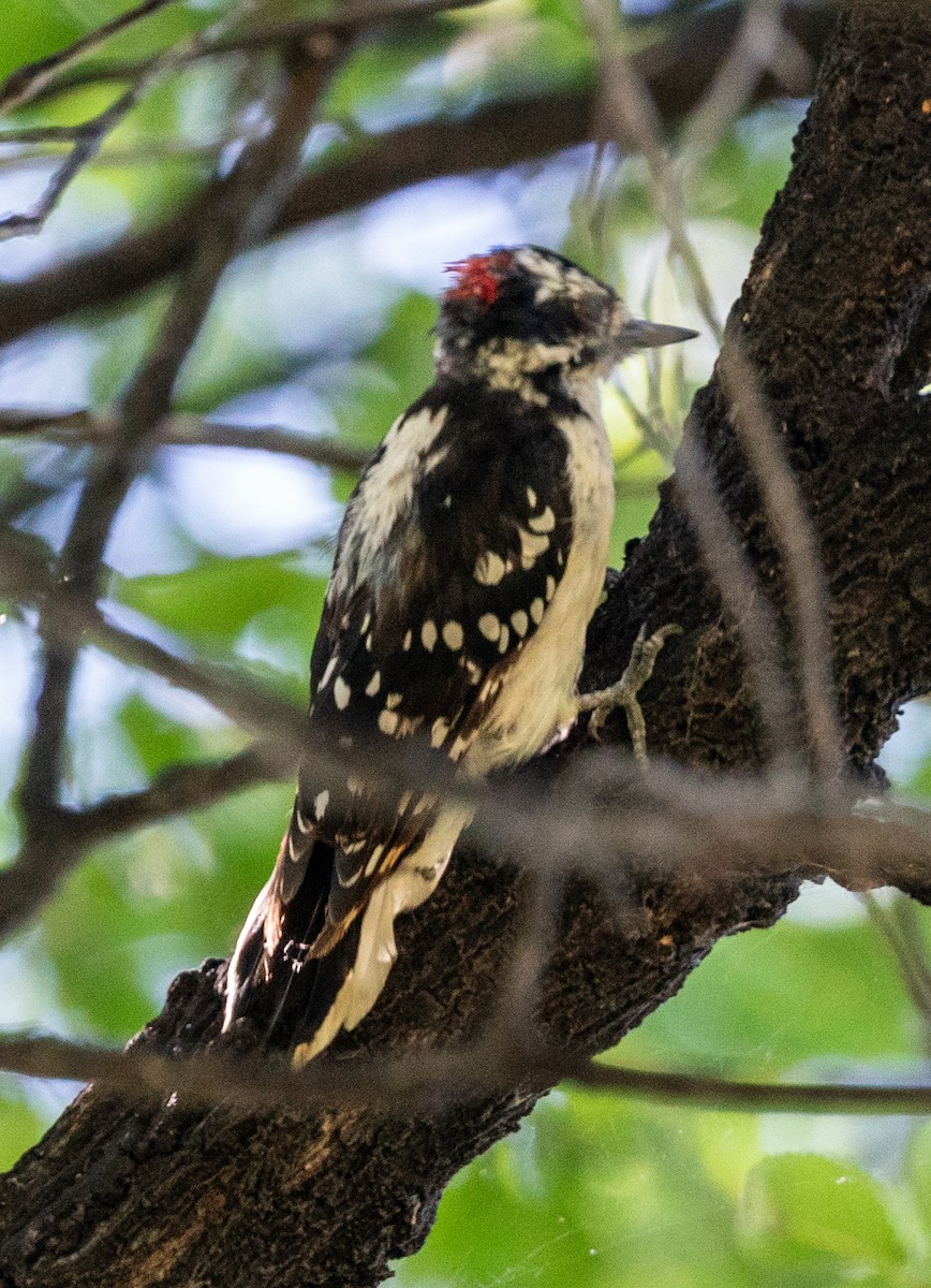Downy Woodpecker - ML639436824