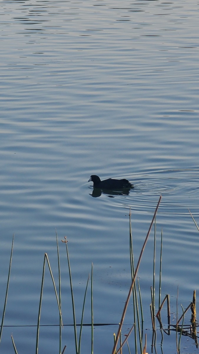 American Coot - ML639436958