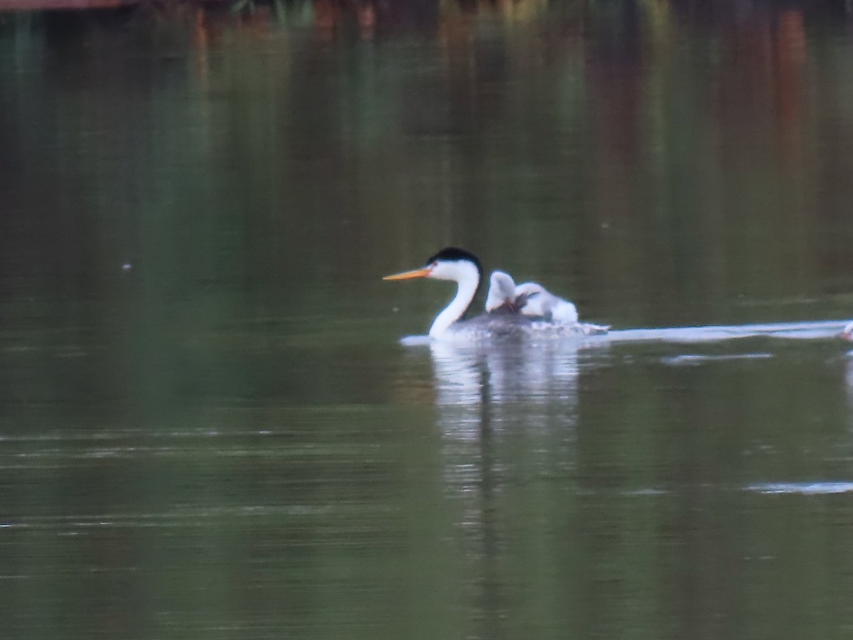 Clark's Grebe - ML639437013