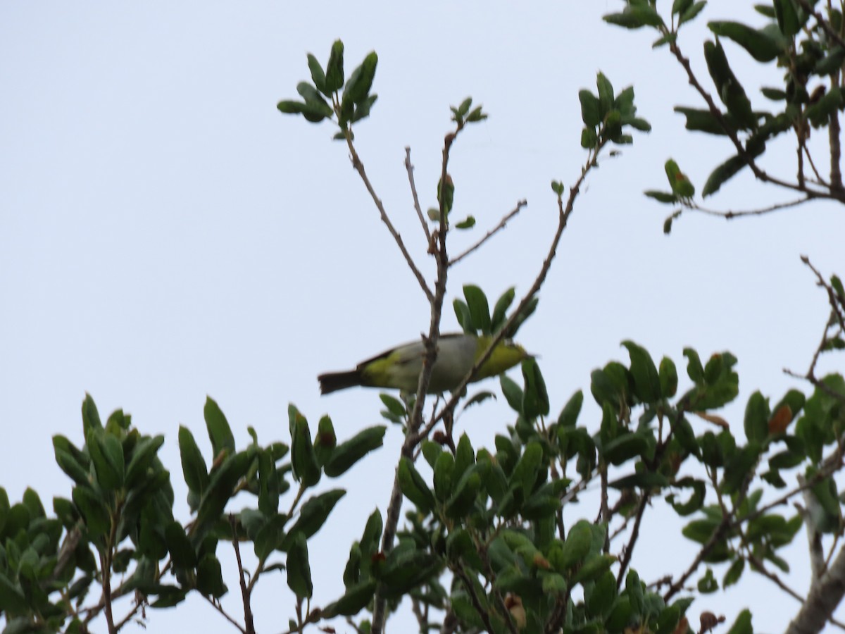 Swinhoe's White-eye - ML639437026