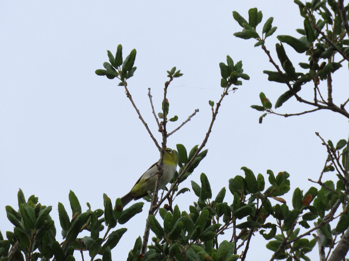 Swinhoe's White-eye - ML639437027