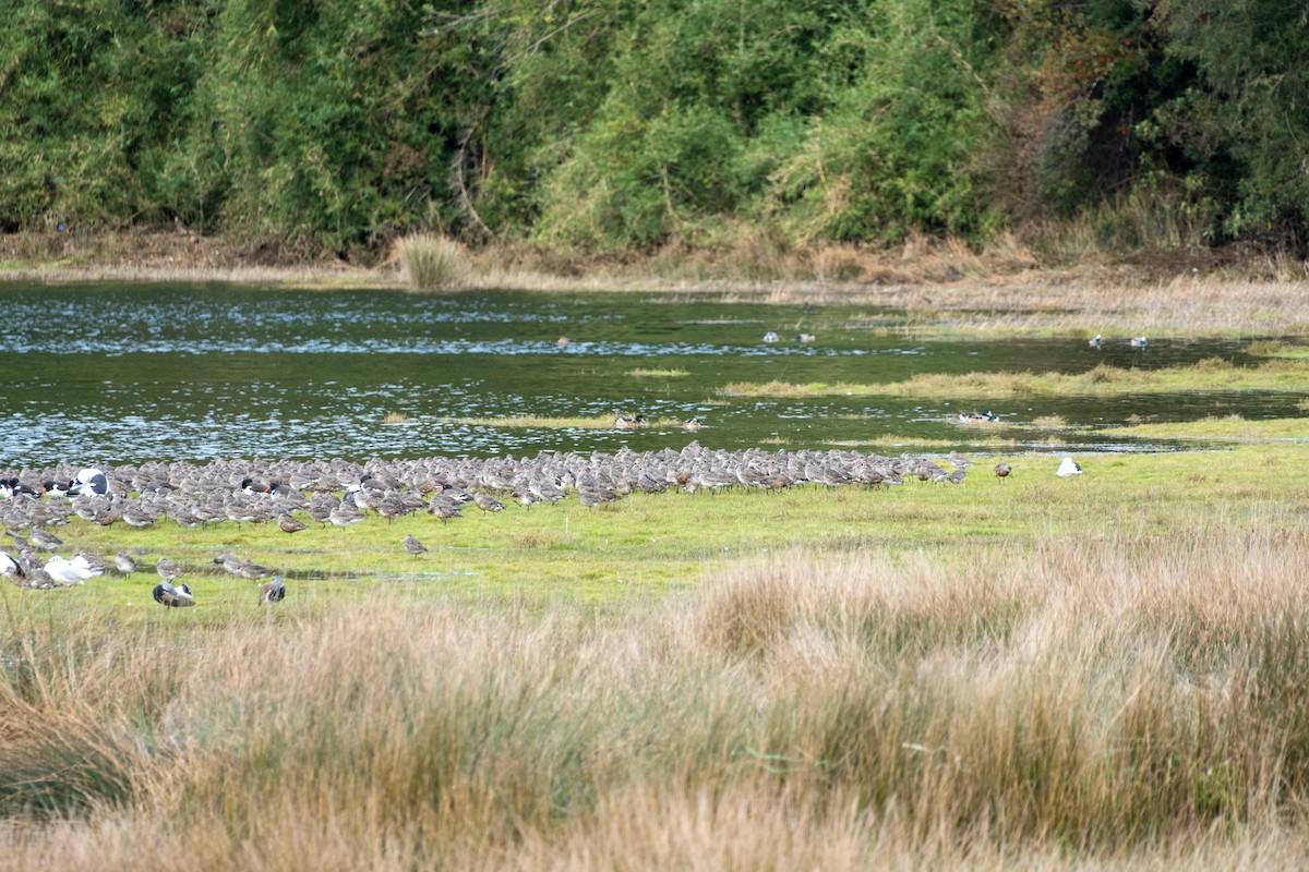 Hudsonian Godwit - ML639437062