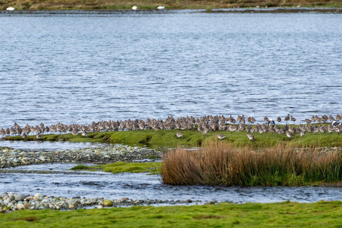 Hudsonian Godwit - ML639437063