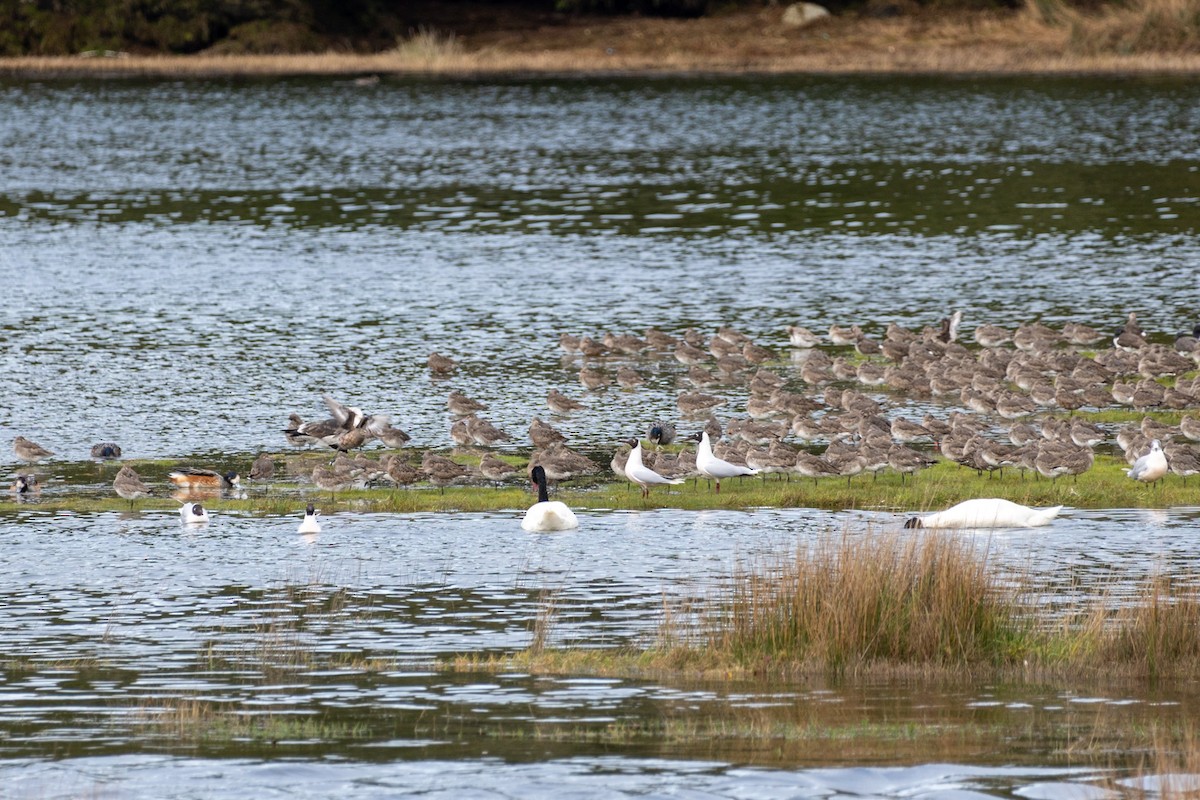 Hudsonian Godwit - ML639437064