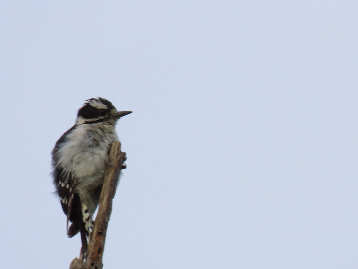 Downy Woodpecker - ML639437065