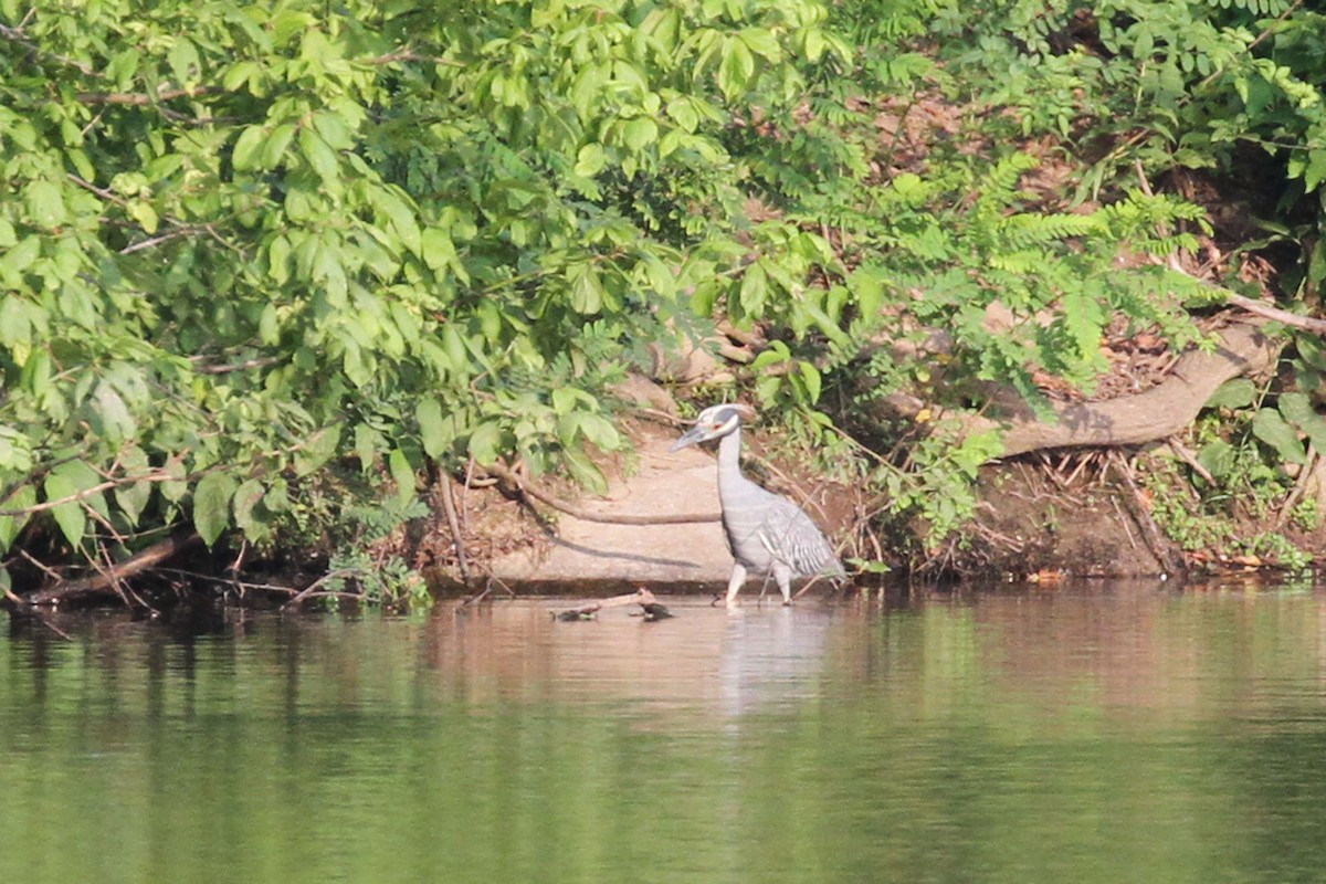 Yellow-crowned Night Heron - ML639437069