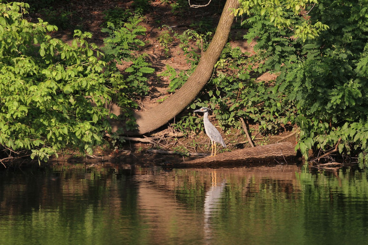 Yellow-crowned Night Heron - ML639437071