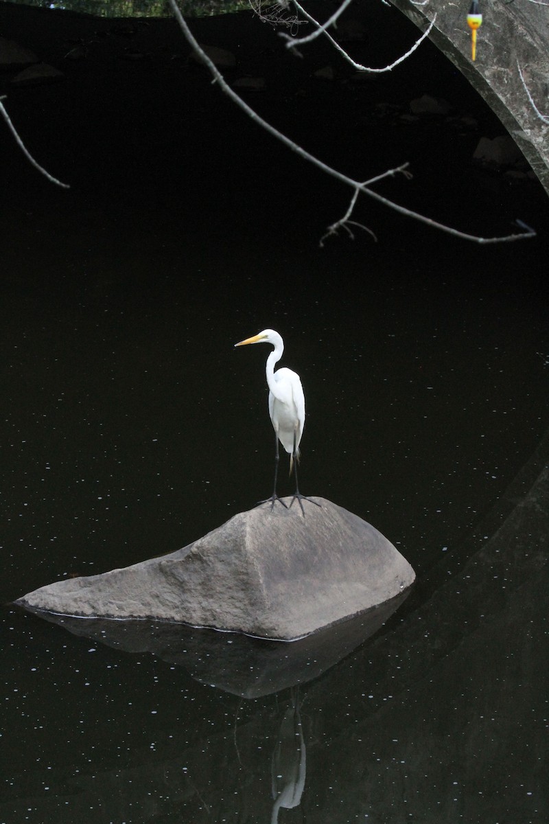 Great Egret - ML639437073