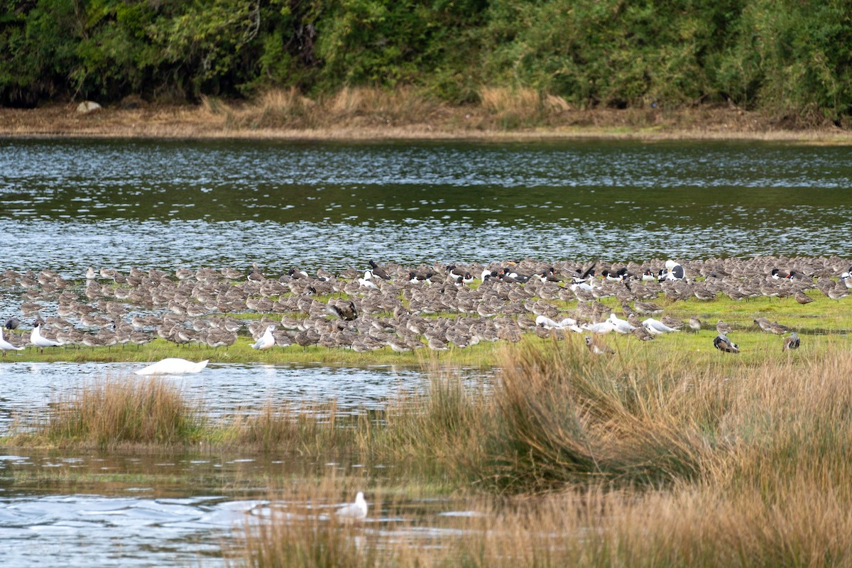Hudsonian Godwit - ML639437076