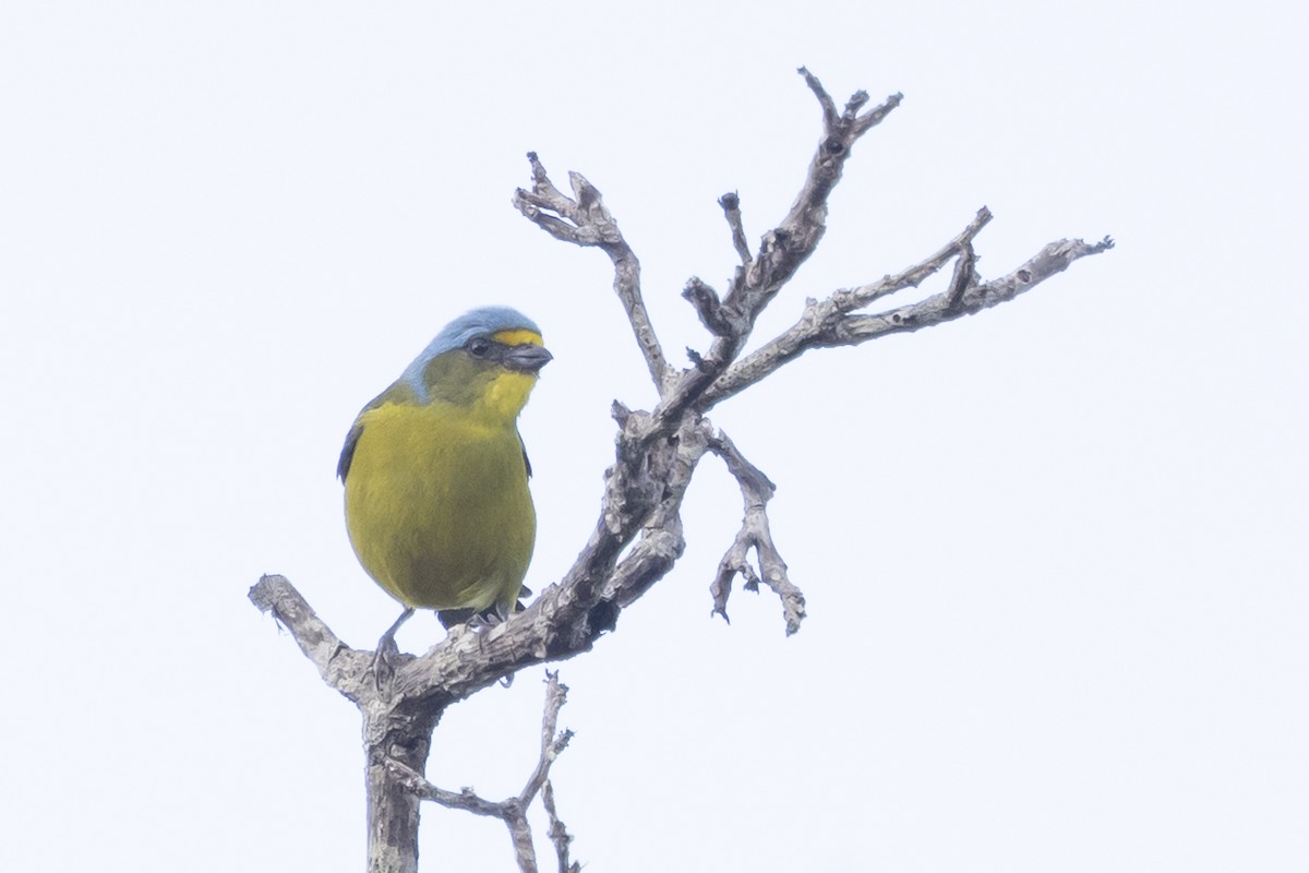 Puerto Rican Euphonia - ML639437087