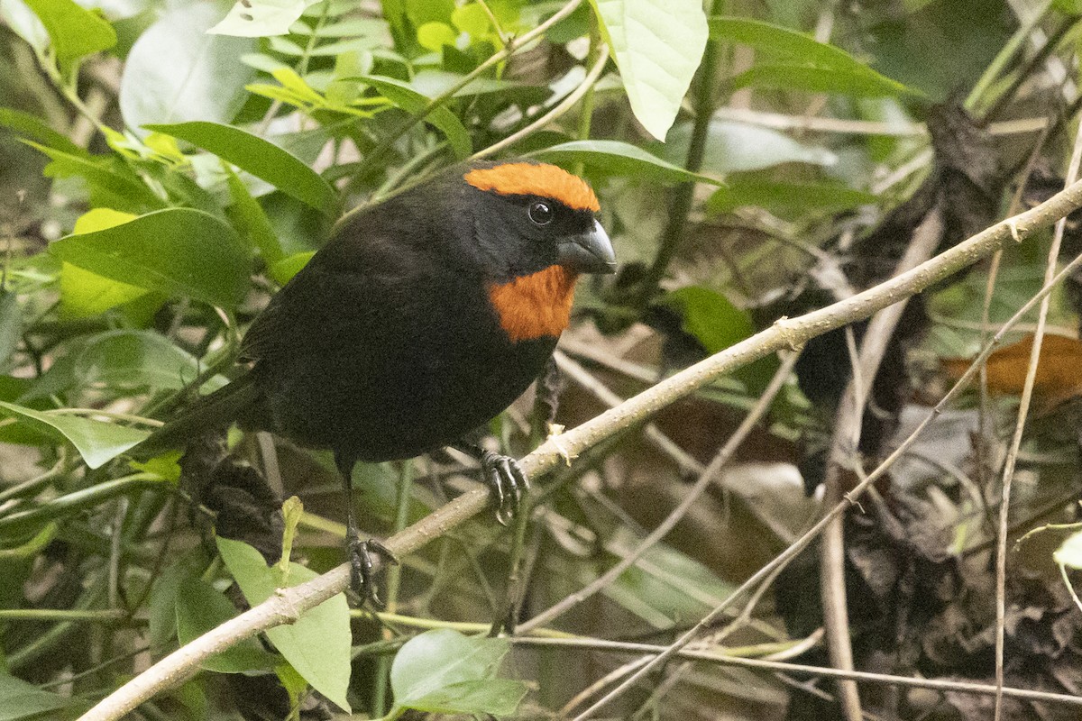 Puerto Rican Bullfinch - ML639437090