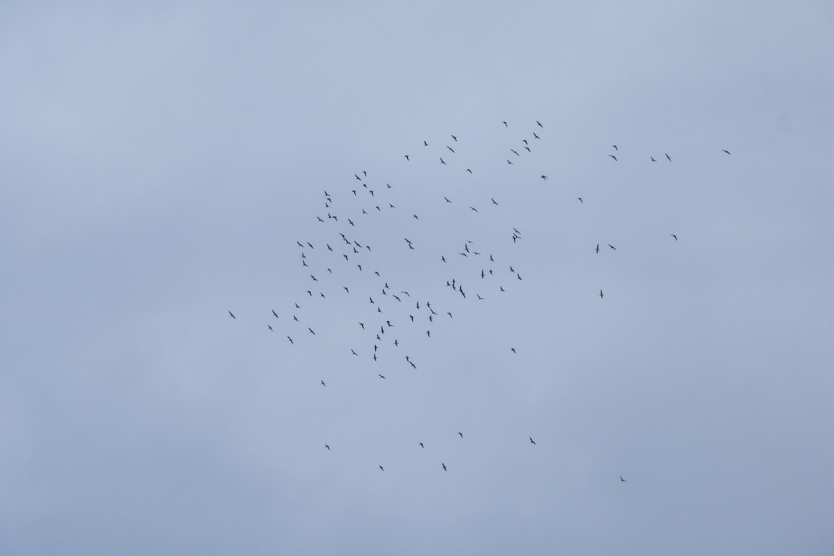 Hudsonian Godwit - ML639437161