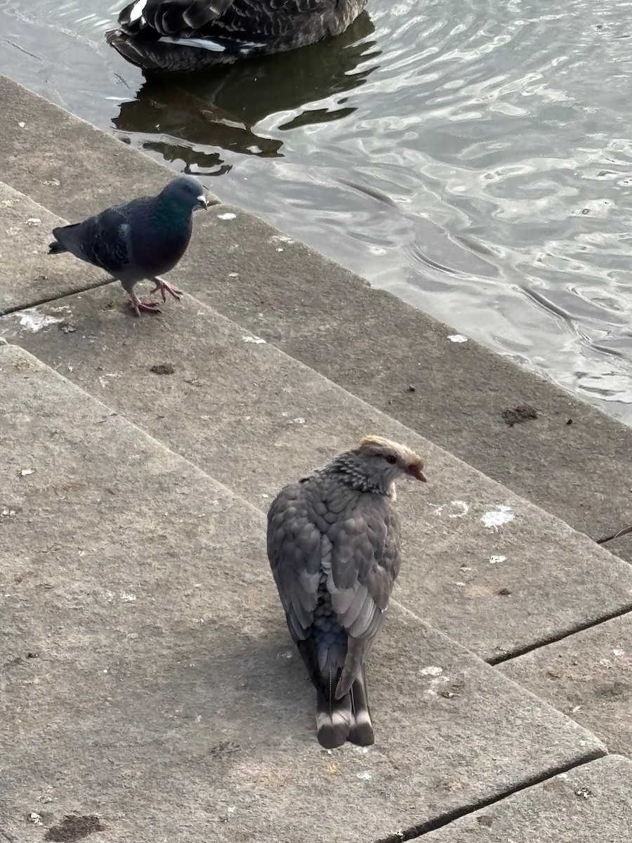 Topknot Pigeon - ML639437242