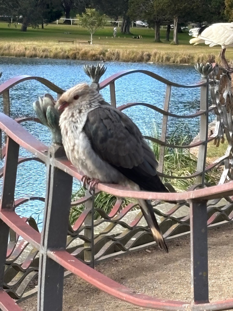Topknot Pigeon - ML639437243