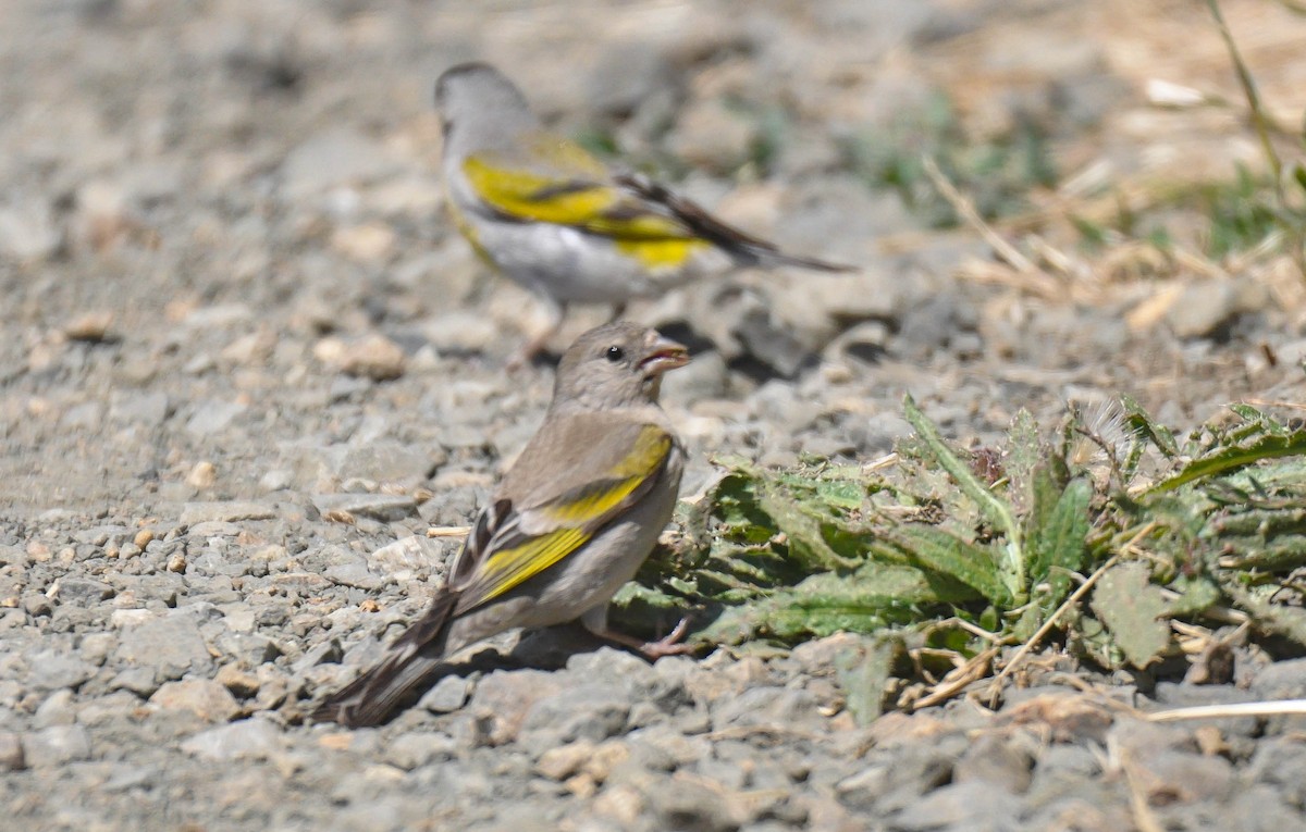 Lawrence's Goldfinch - ML639437294