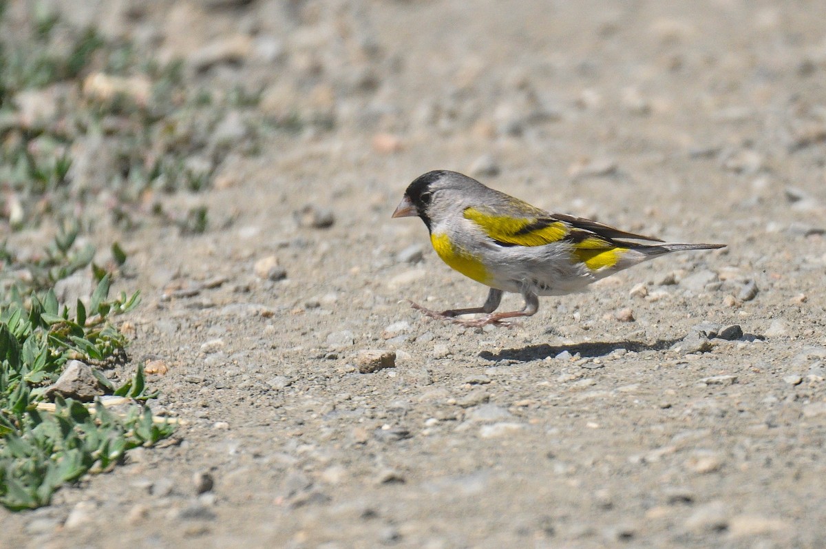 Lawrence's Goldfinch - ML639437295