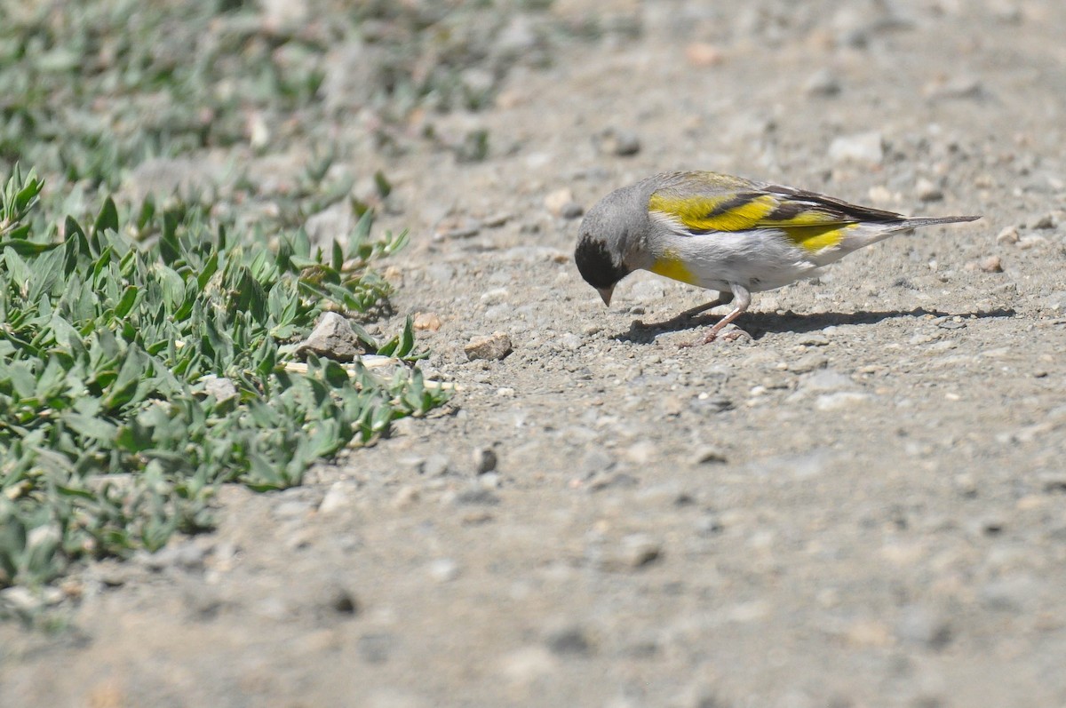Lawrence's Goldfinch - ML639437296