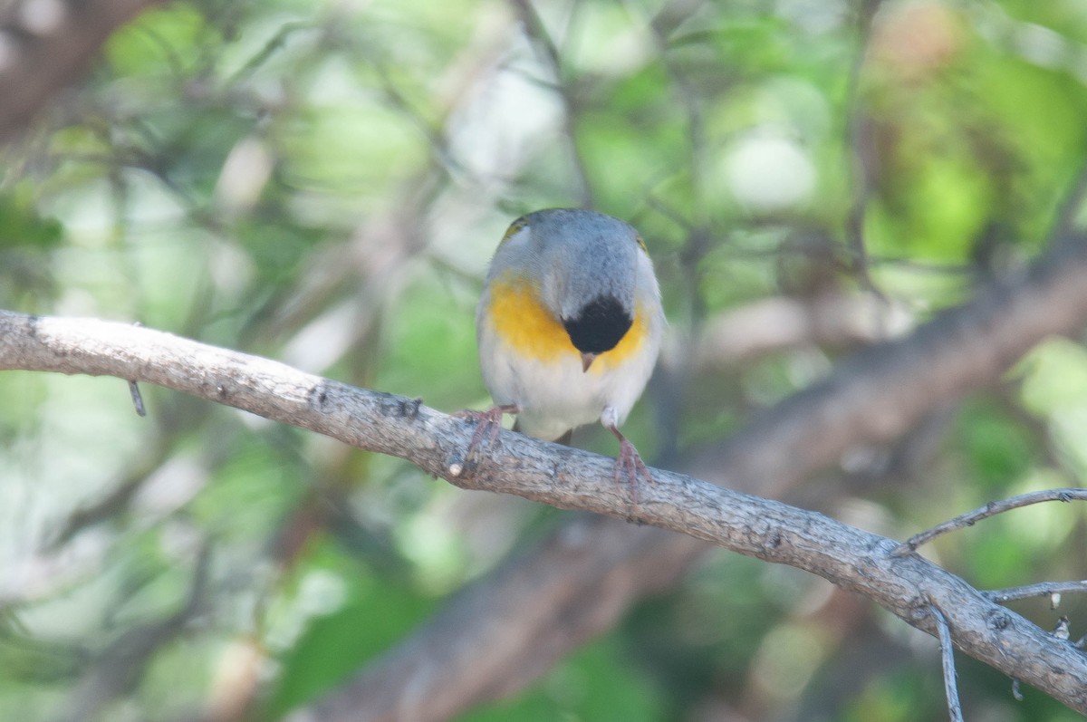 Lawrence's Goldfinch - ML639437297