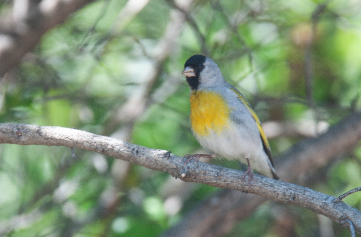Lawrence's Goldfinch - ML639437298