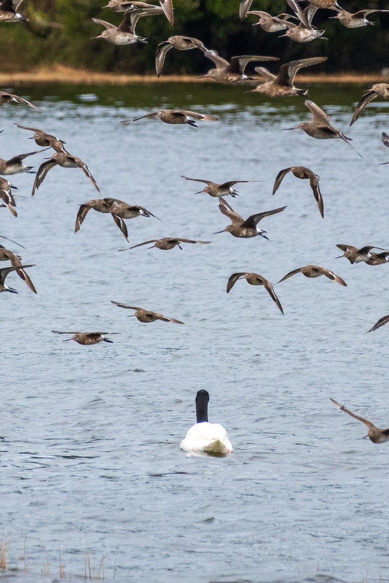 Black-necked Swan - ML639437309