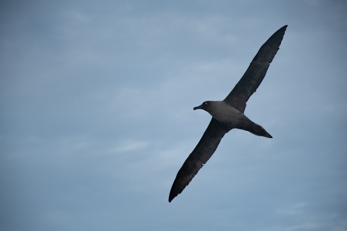 Light-mantled Albatross - ML639437376