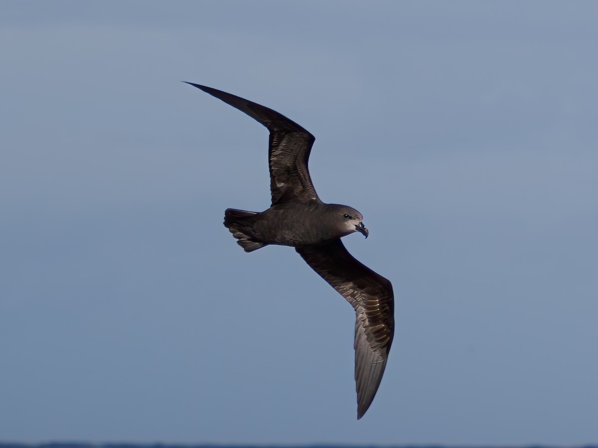 Gray-faced Petrel - ML639437407