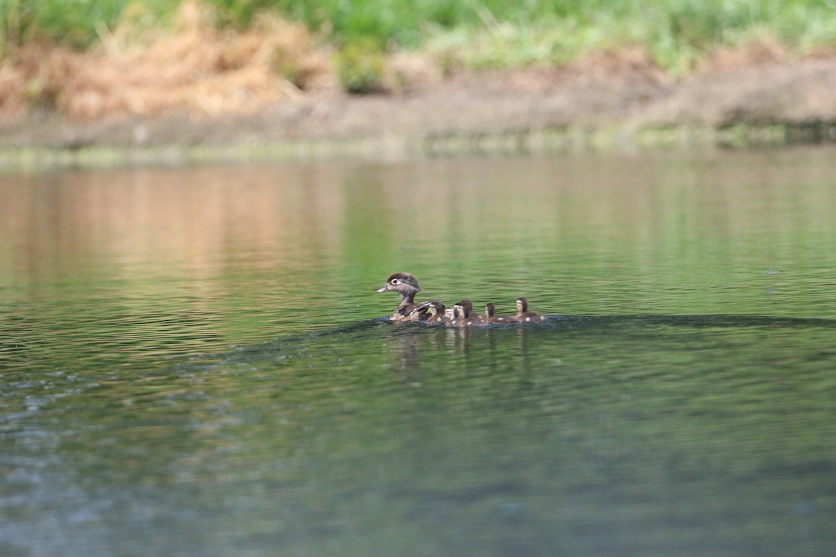 Wood Duck - ML639437413