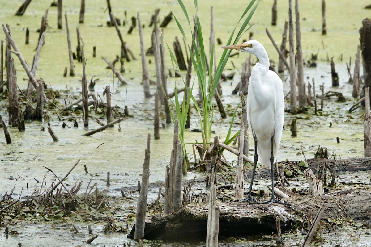 Great Egret - ML639437439