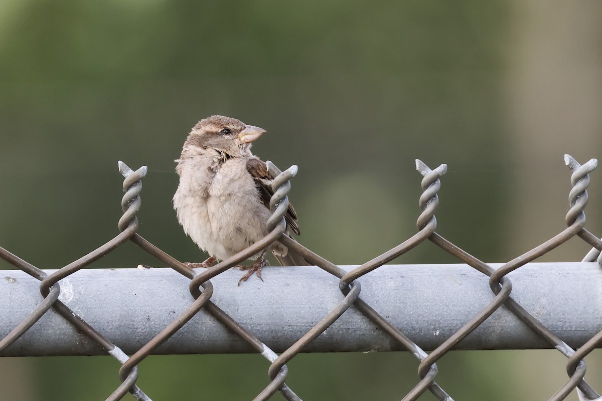 Оронгийн бор шувуу - ML639437471