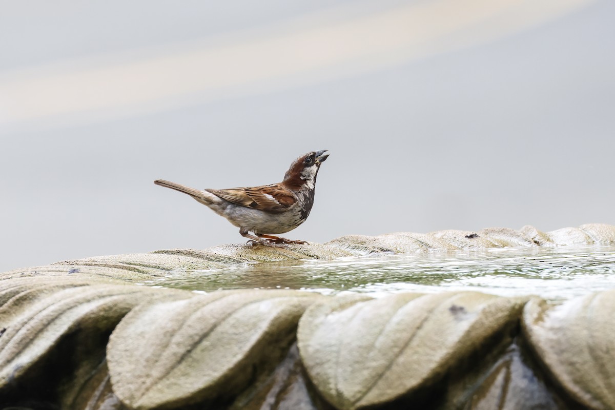 Оронгийн бор шувуу - ML639437472