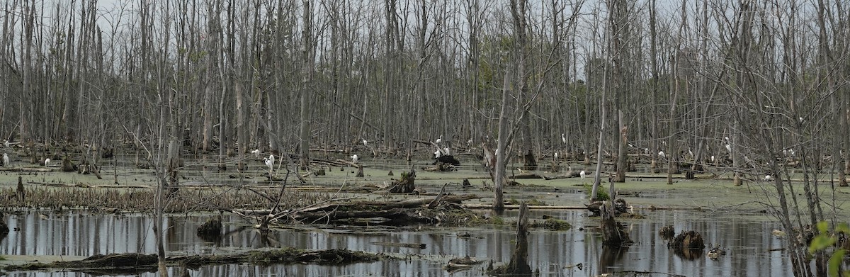 Great Egret - ML639437477
