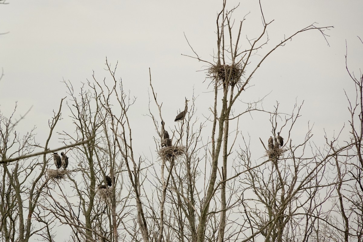 Great Blue Heron - ML639437492