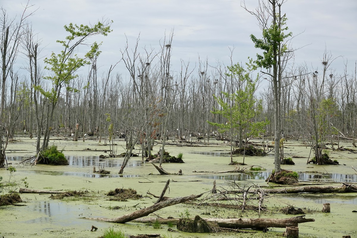 Great Blue Heron - ML639437493