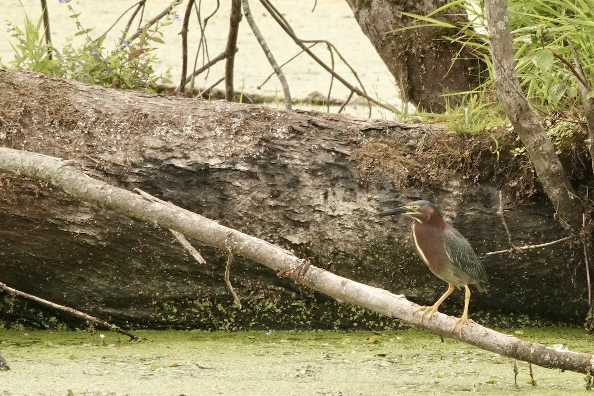 Green Heron - ML639437592