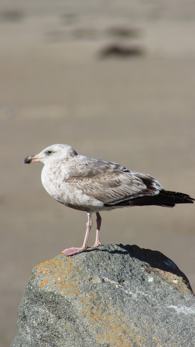 Western Gull - ML639437600