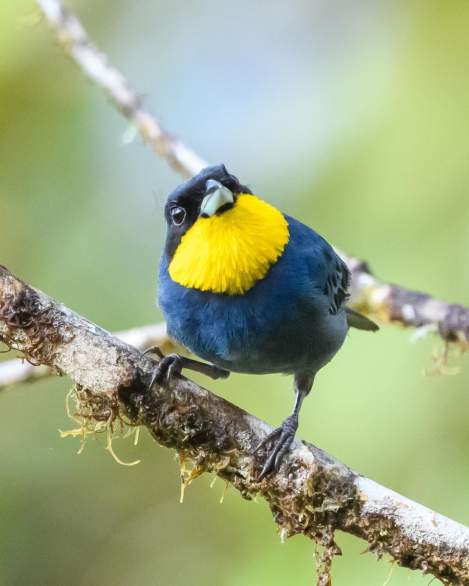 Purplish-mantled Tanager - ML639437602