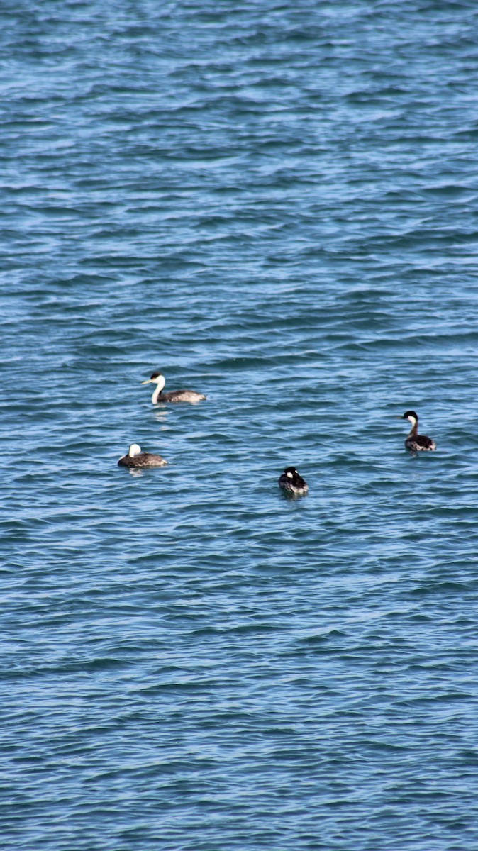 Western Grebe - ML639437611