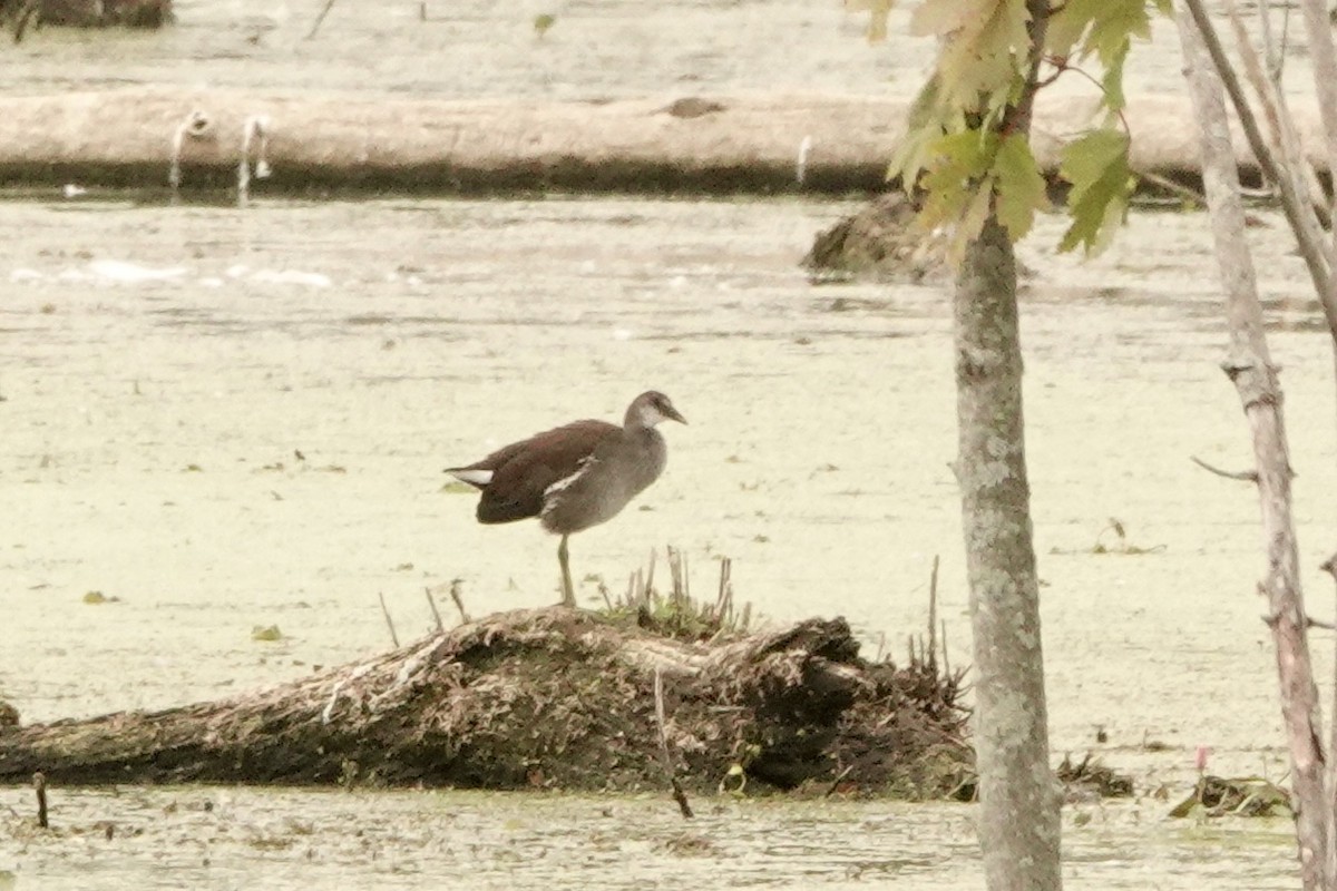 Common Gallinule - ML639437614