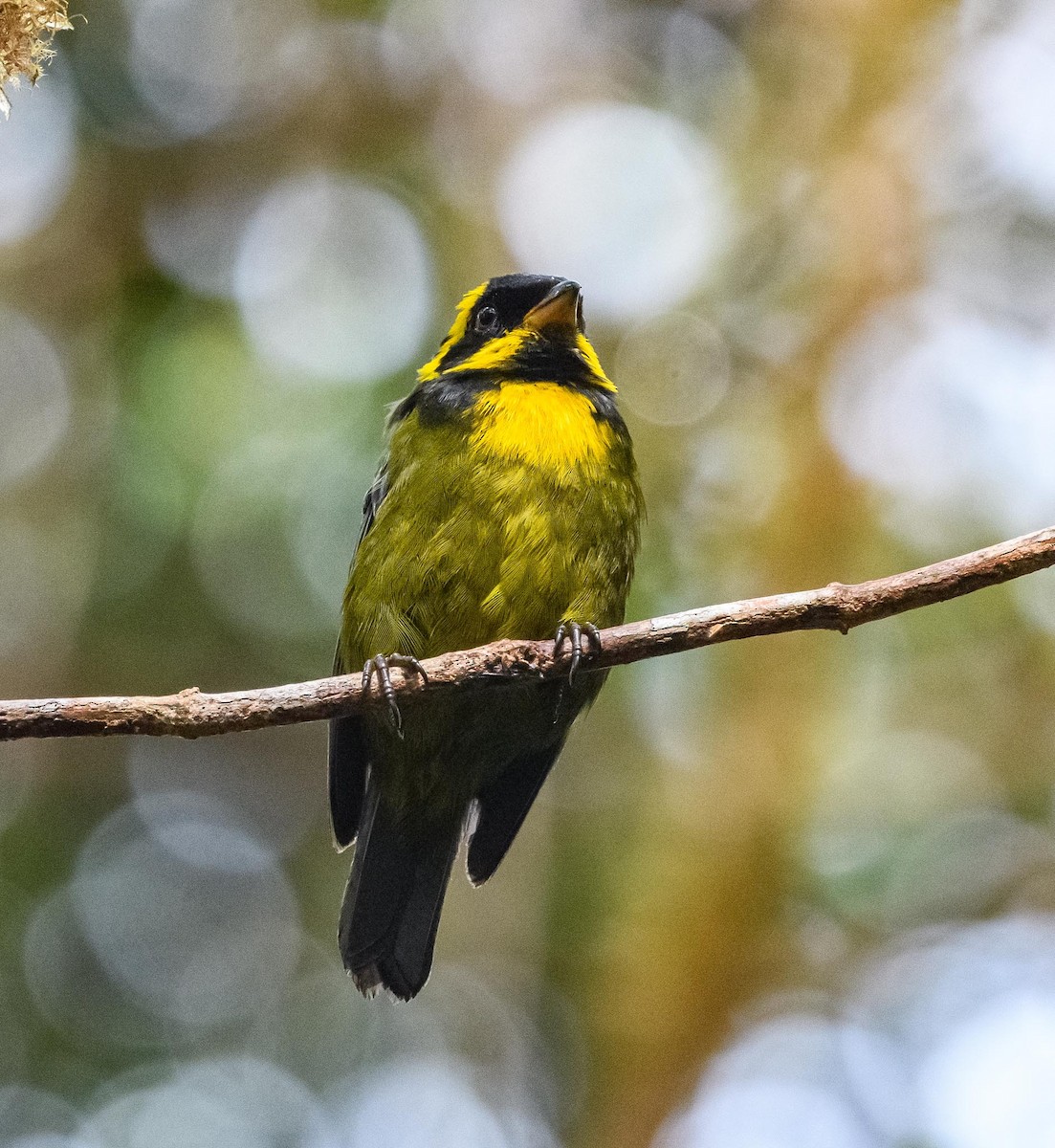 Gold-ringed Tanager - ML639437644