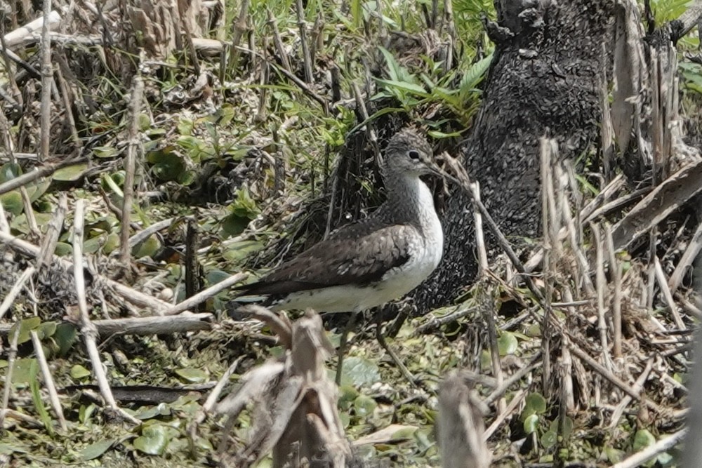 Solitary Sandpiper - ML639437653