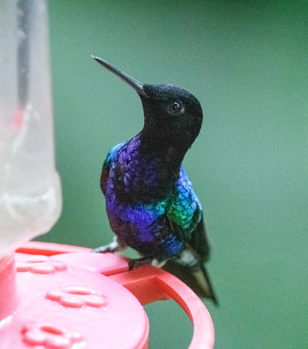 Velvet-purple Coronet - ML639437655