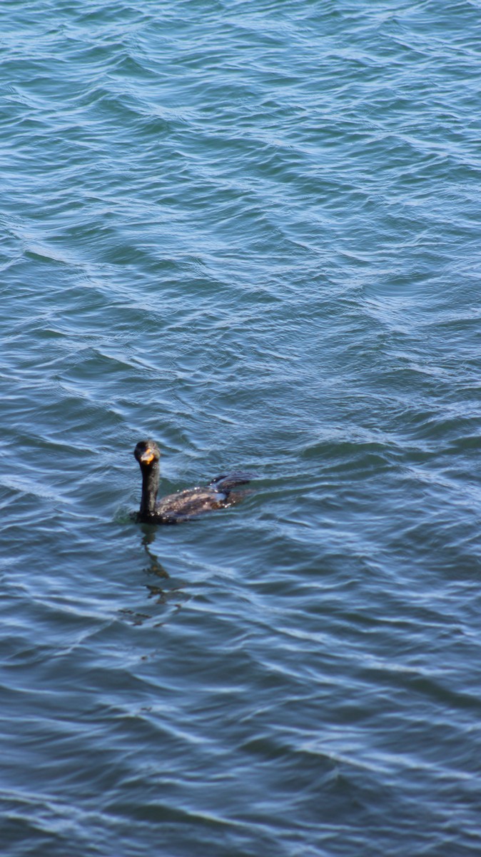 Double-crested Cormorant - ML639437718