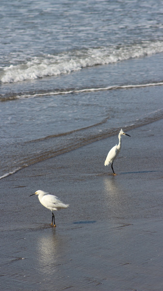 Snowy Egret - ML639437725
