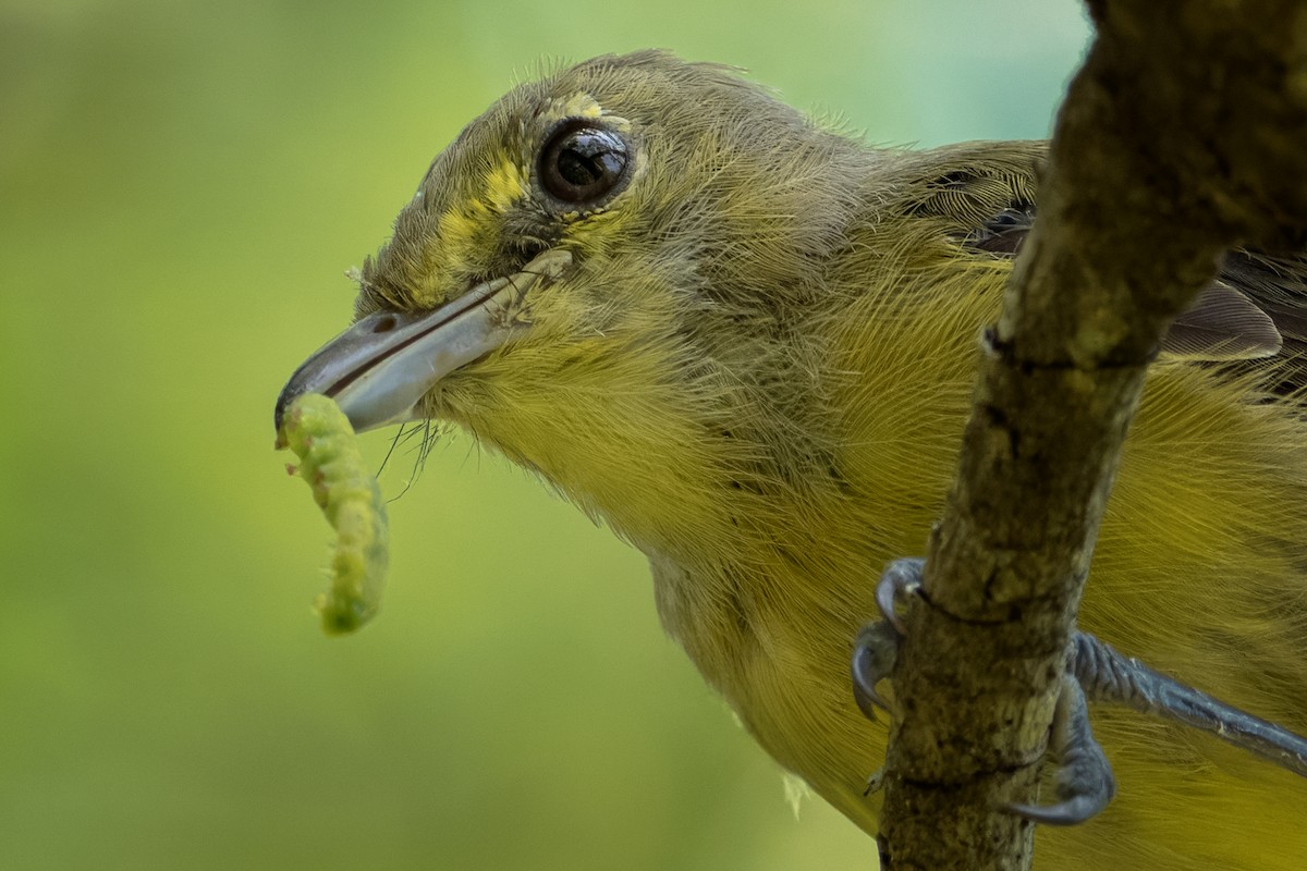 Thick-billed Vireo - ML639437771
