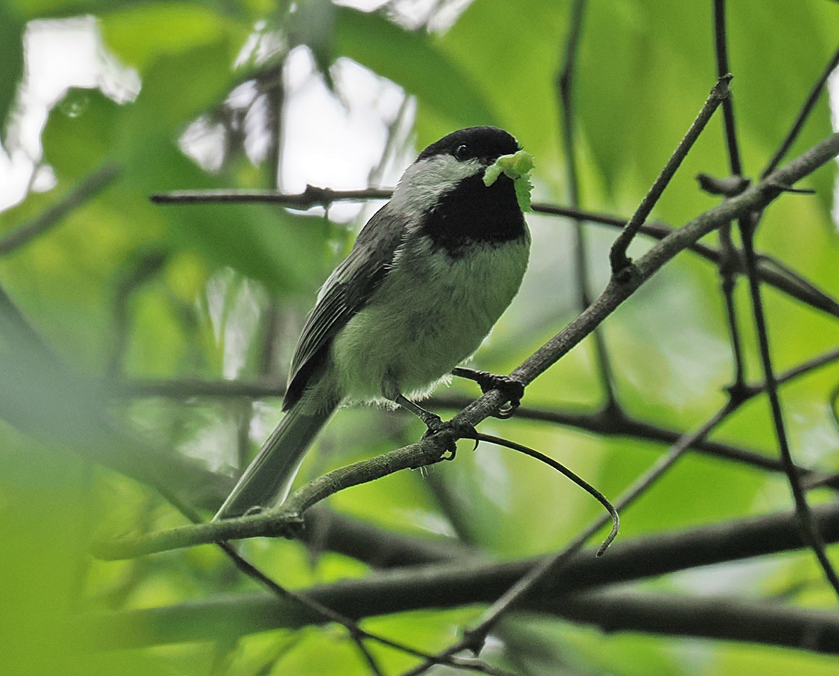Black-capped Chickadee - ML639437823