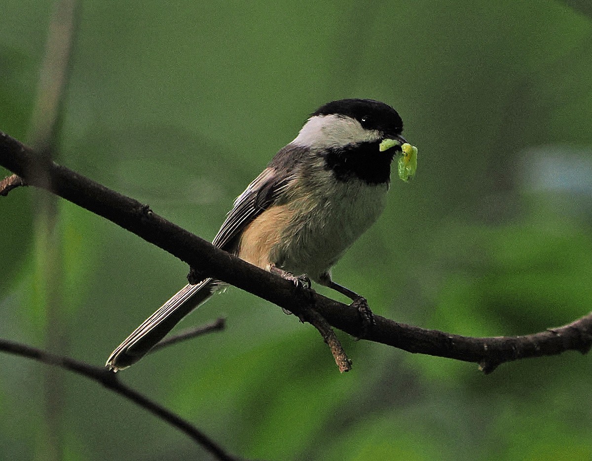 Black-capped Chickadee - ML639437864