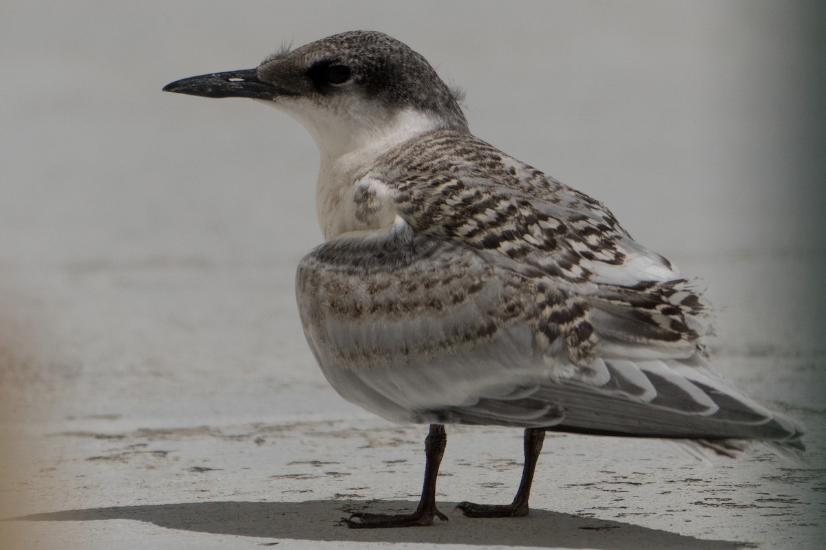 Roseate Tern - ML639437868