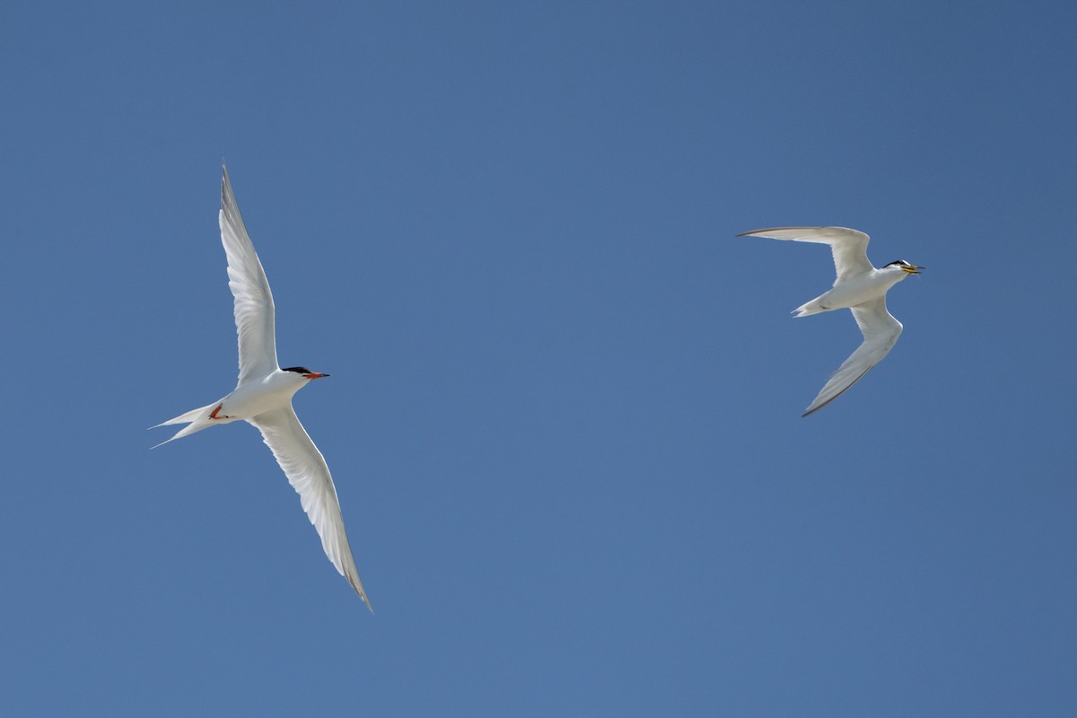 Roseate Tern - ML639437869