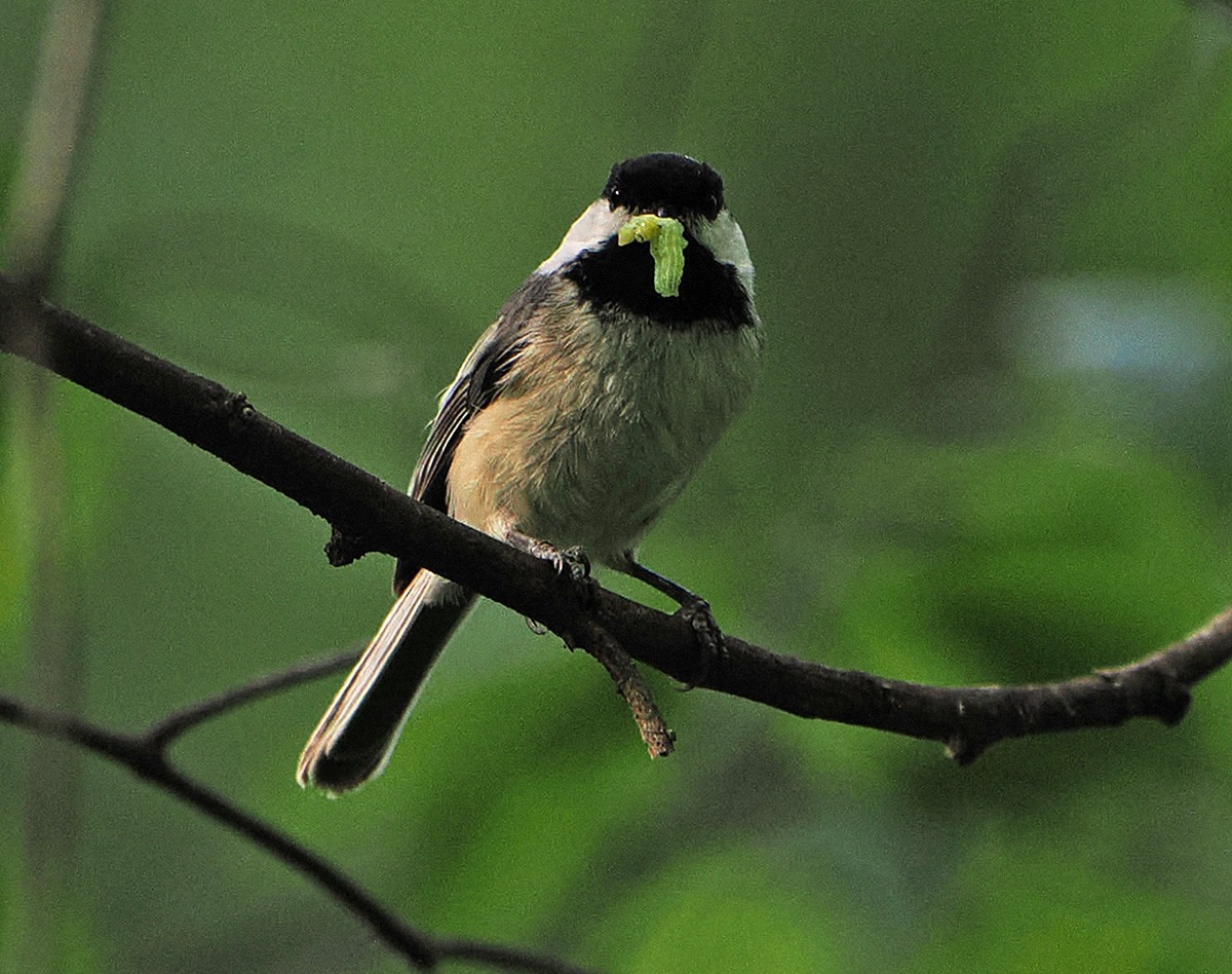 Black-capped Chickadee - ML639437870